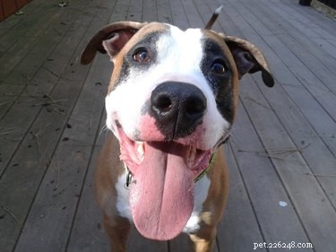 The American Pit Bull Terrier: Facts, Myths, and a Legacy of Misunderstanding