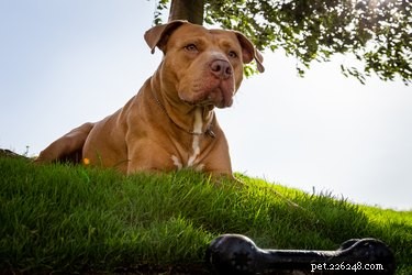 The American Pit Bull Terrier: Facts, Myths, and a Legacy of Misunderstanding