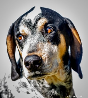 Bluetick Coonhound: A Complete Guide to Traits, Training, and Exceptional Scenting Skills
