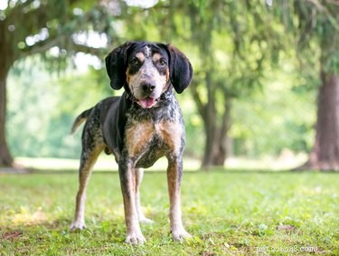 Bluetick Coonhound: A Complete Guide to Traits, Training, and Exceptional Scenting Skills