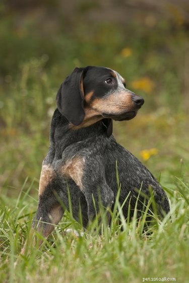 Bluetick Coonhound: A Complete Guide to Traits, Training, and Exceptional Scenting Skills