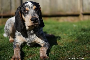 Bluetick Coonhound: A Complete Guide to Traits, Training, and Exceptional Scenting Skills
