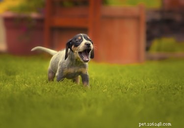 Bluetick Coonhound: A Complete Guide to Traits, Training, and Exceptional Scenting Skills