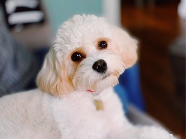 Cavachon Guide: The Ideal Quiet, Hypoallergenic Apartment Companion
