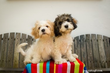 Cavachon Guide: The Ideal Quiet, Hypoallergenic Apartment Companion