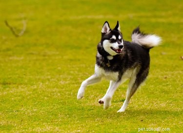 Alaskan Klee Kai: Care, Exercise, & Traits of the Loyal Mini Husky