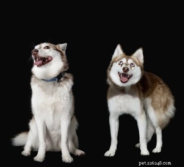 Alaskan Klee Kai: Care, Exercise, & Traits of the Loyal Mini Husky