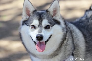 Alaskan Klee Kai: Care, Exercise, & Traits of the Loyal Mini Husky