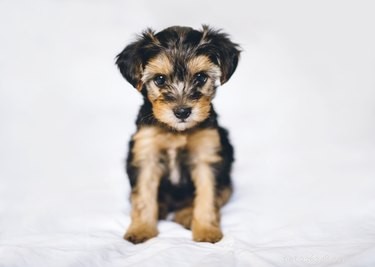 Yorkie Poo Guide: Key Facts, Care, and Traits of the Adorable Designer Dog