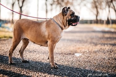 Cane Corso: Italy’s Majestic Mastiff – History, Traits & Care