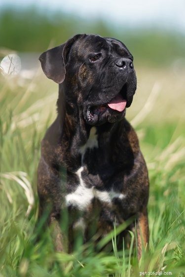 Cane Corso: Italy’s Majestic Mastiff – History, Traits & Care