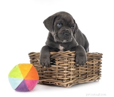 Cane Corso: Italy’s Majestic Mastiff – History, Traits & Care