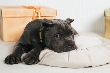 Cane Corso: Italy’s Majestic Mastiff – History, Traits & Care