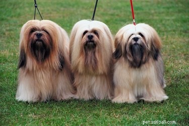 9 Intriguing Facts About the Lhasa Apso: History, Personality, and Guardian Instincts