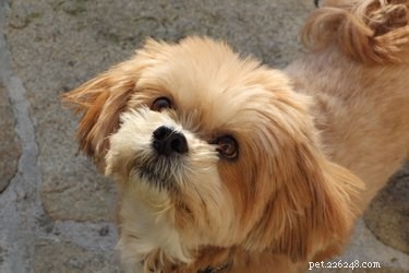 9 Intriguing Facts About the Lhasa Apso: History, Personality, and Guardian Instincts