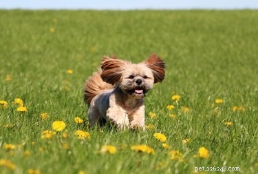 9 Intriguing Facts About the Lhasa Apso: History, Personality, and Guardian Instincts