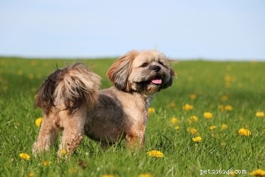 9 Intriguing Facts About the Lhasa Apso: History, Personality, and Guardian Instincts