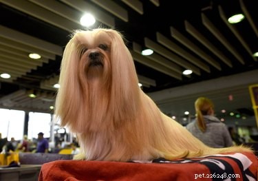 9 Intriguing Facts About the Lhasa Apso: History, Personality, and Guardian Instincts
