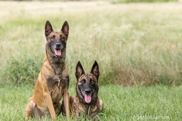 Breed‑Specific Legislation Explained: What It Is and Why It Matters to You