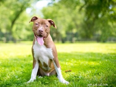 Breed‑Specific Legislation Explained: What It Is and Why It Matters to You