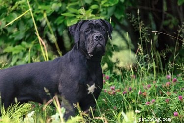 Breed‑Specific Legislation Explained: What It Is and Why It Matters to You