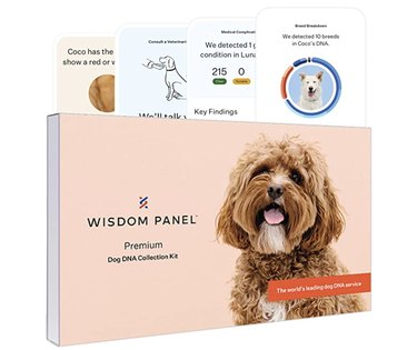 Top Dog DNA Tests: Reveal Your Pet’s True Heritage