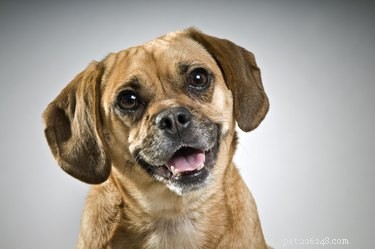8 Intriguing Facts About Puggle Dogs: Why They’re the Perfect Pet