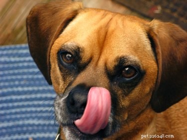 8 Intriguing Facts About Puggle Dogs: Why They’re the Perfect Pet
