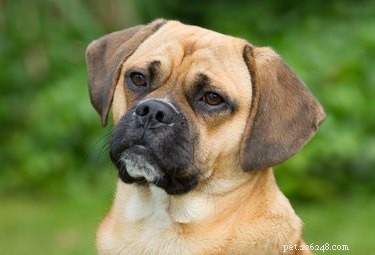 8 Intriguing Facts About Puggle Dogs: Why They’re the Perfect Pet