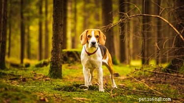 Understanding Scent Hounds: Purpose, Traits, and Training