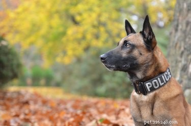 Belgian Malinois: Key Facts, Traits & Care Guide