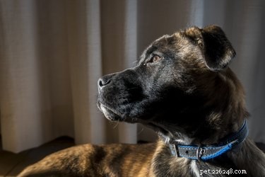 Belgian Malinois: Key Facts, Traits & Care Guide