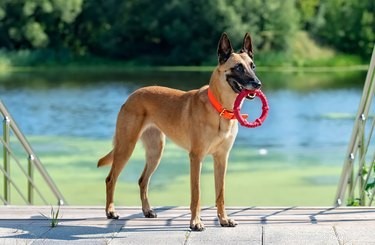 Belgian Malinois: Key Facts, Traits & Care Guide