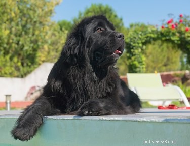 Newfoundland Dog Breed Guide: Size, Temperament & Family Compatibility