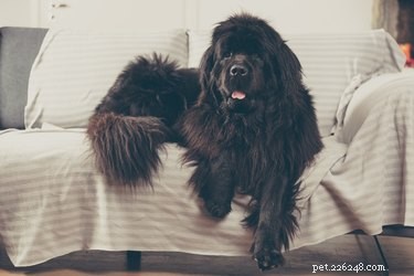 Newfoundland Dog Breed Guide: Size, Temperament & Family Compatibility
