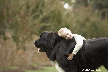 Newfoundland Dog Breed Guide: Size, Temperament & Family Compatibility
