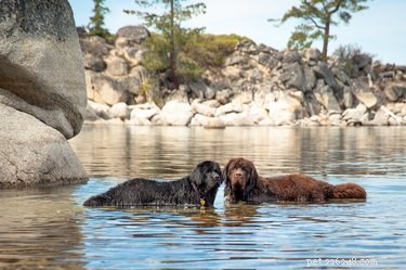 Newfoundland Dog Breed Guide: Size, Temperament & Family Compatibility