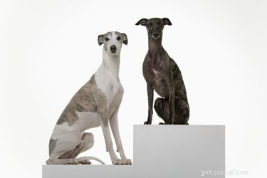 Discover Whippets: Top Facts, Traits, and Care Tips for the Ultimate City Companion