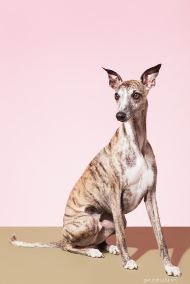 Discover Whippets: Top Facts, Traits, and Care Tips for the Ultimate City Companion