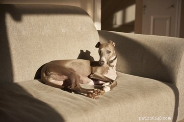 Discover Whippets: Top Facts, Traits, and Care Tips for the Ultimate City Companion