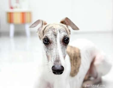 Discover Whippets: Top Facts, Traits, and Care Tips for the Ultimate City Companion