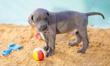 The 10 Largest Dog Breeds: Size, Strength, and Charm