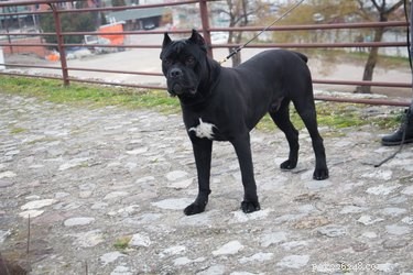 The 10 Largest Dog Breeds: Size, Strength, and Charm
