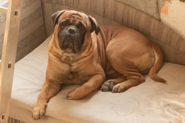 The 10 Largest Dog Breeds: Size, Strength, and Charm