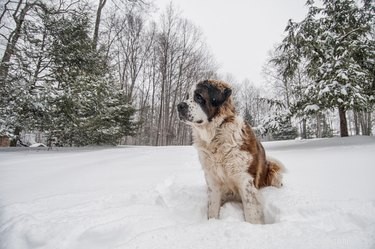The 10 Largest Dog Breeds: Size, Strength, and Charm