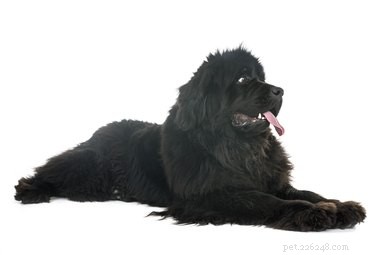 The 10 Largest Dog Breeds: Size, Strength, and Charm
