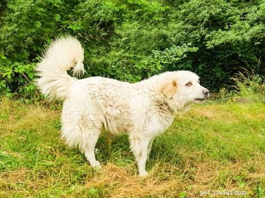 The 10 Largest Dog Breeds: Size, Strength, and Charm
