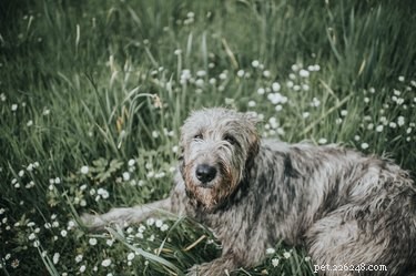 The 10 Largest Dog Breeds: Size, Strength, and Charm
