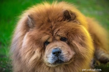 Chow Chow Dog Breed: Comprehensive Facts & Care Guide