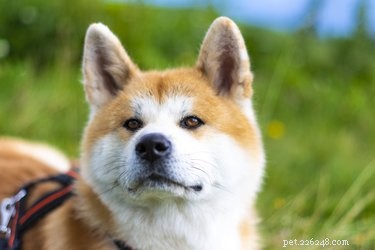 Akita Dogs: Temperament, Traits, and Health Guide